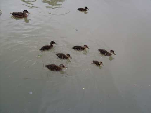 Eenden in het kanaal