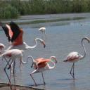 Flamingo's in het Parc Ornithologique in de Camargue